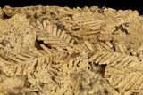 Plate Of Fossil Pine Branches & Leaves In Travertine - Austria #113063-3